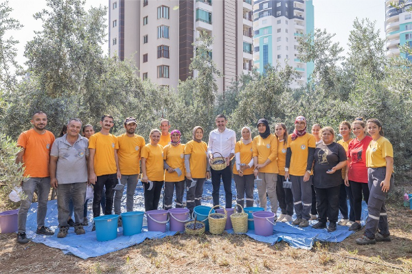 Mezitli’de zeytin hasadı, kız çocuklarına eğitim desteği sağlayacak