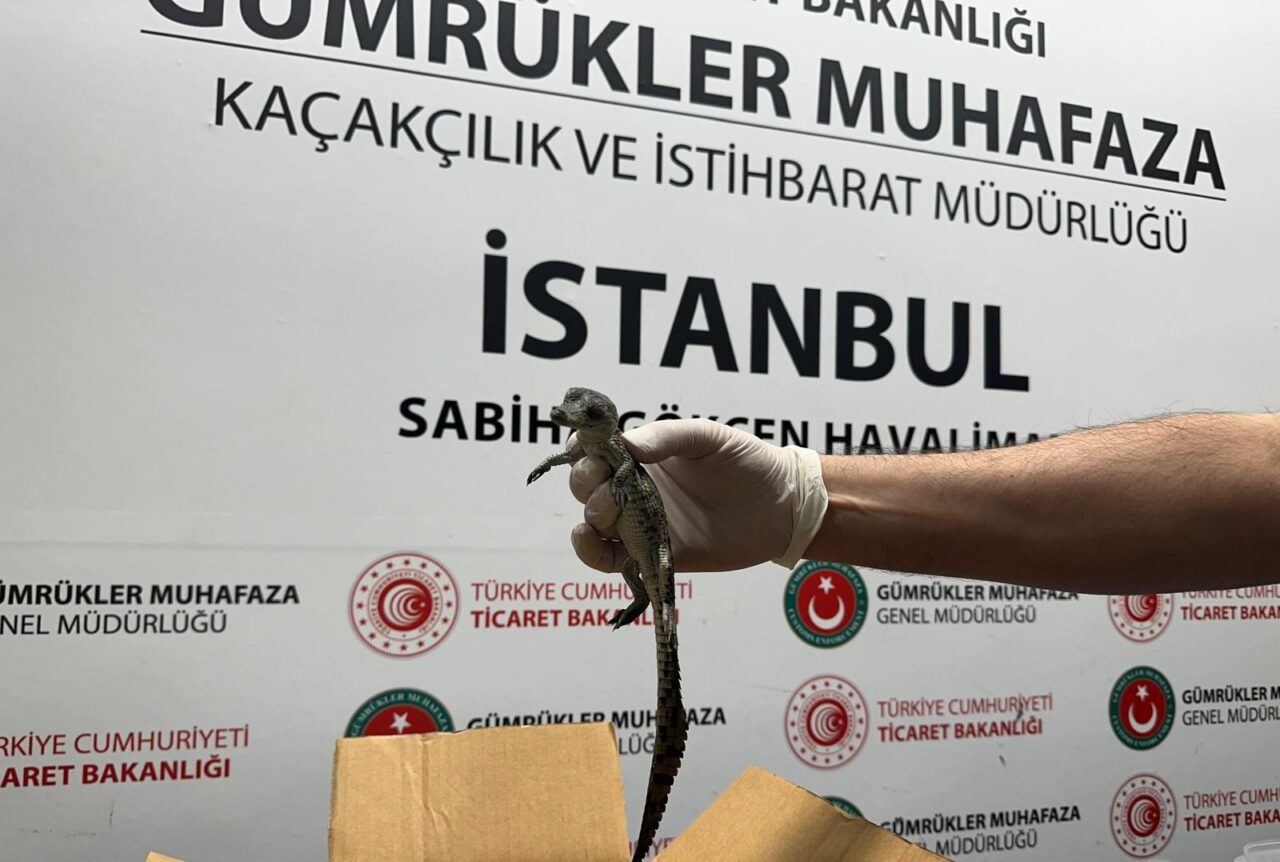 Ticaret Bakanlığı Gümrükler Muhafaza ekiplerince, timsah ve kertenkele ele geçirildi