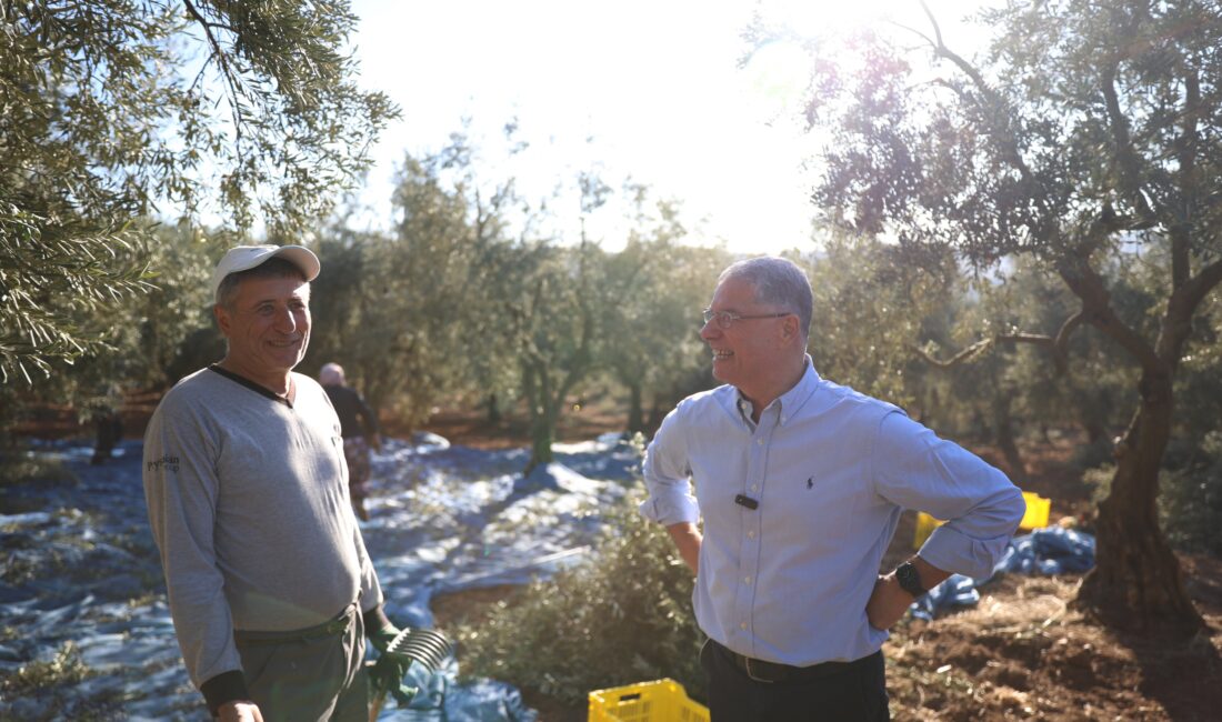 Zeytin hasadı yapan üreticileri