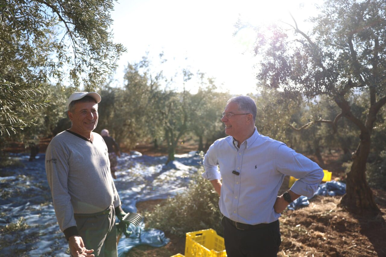 Başkan Dalgıç, zeytin hasadına katıldı